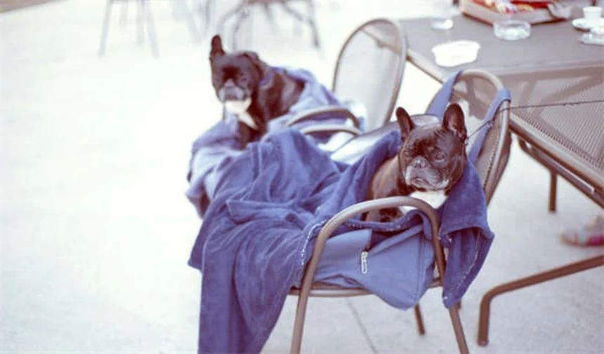 ウサギのかゆみ対策｜獣医師が教える正しい対処法と予防策