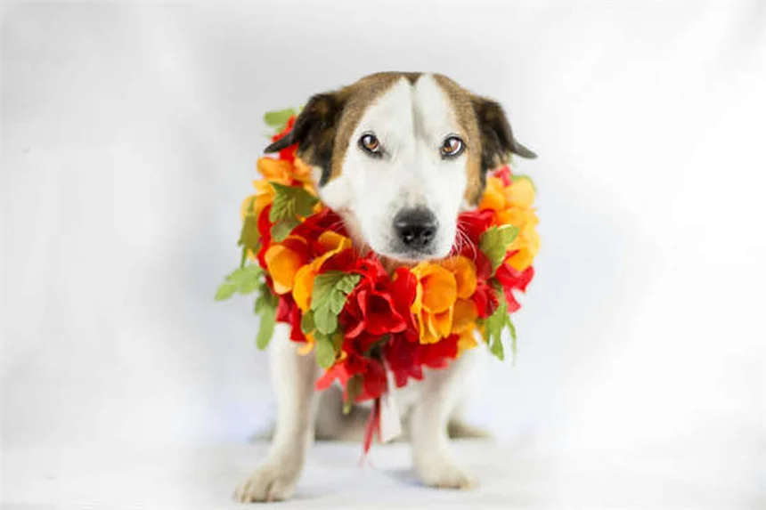 ウサギの子宮蓄膿症（ピオメトラ）とは？症状と治療法を徹底解説