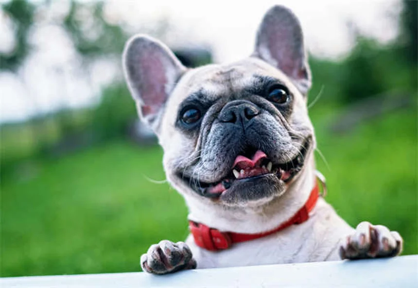 子犬の体重が増えない時の7つの解決策【獣医師監修】
