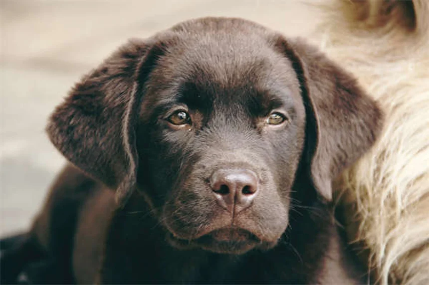 子犬の体重が増えない時の7つの解決策【獣医師監修】