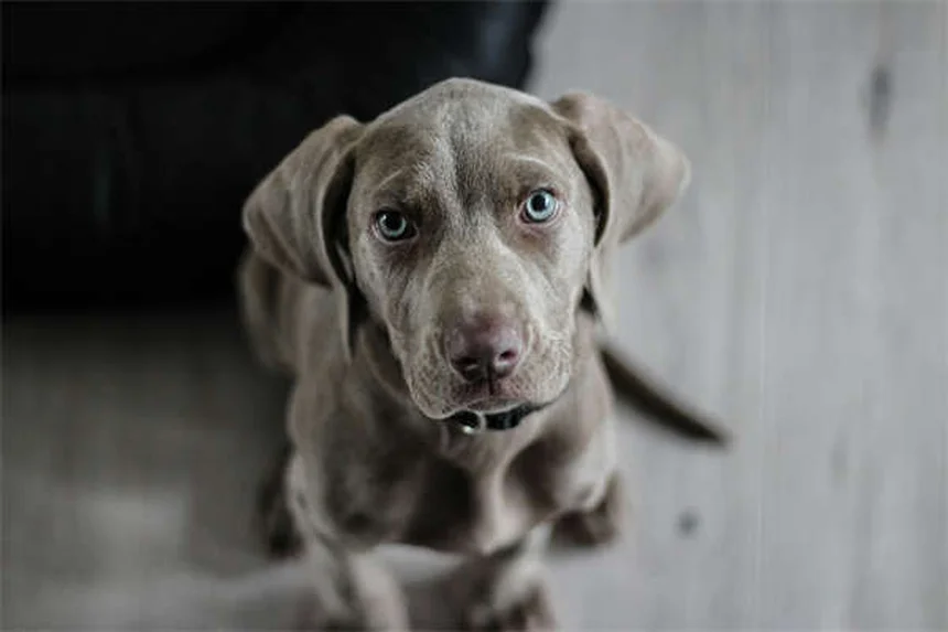 犬の耳の整形手術は必要？プロが教える真実とリスク