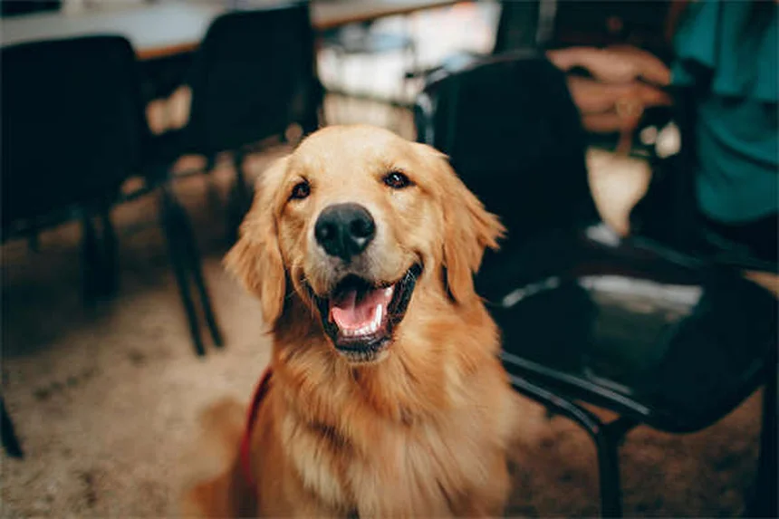 犬のマダニ対策5選｜室内犬でも油断禁物！プロが教える予防法