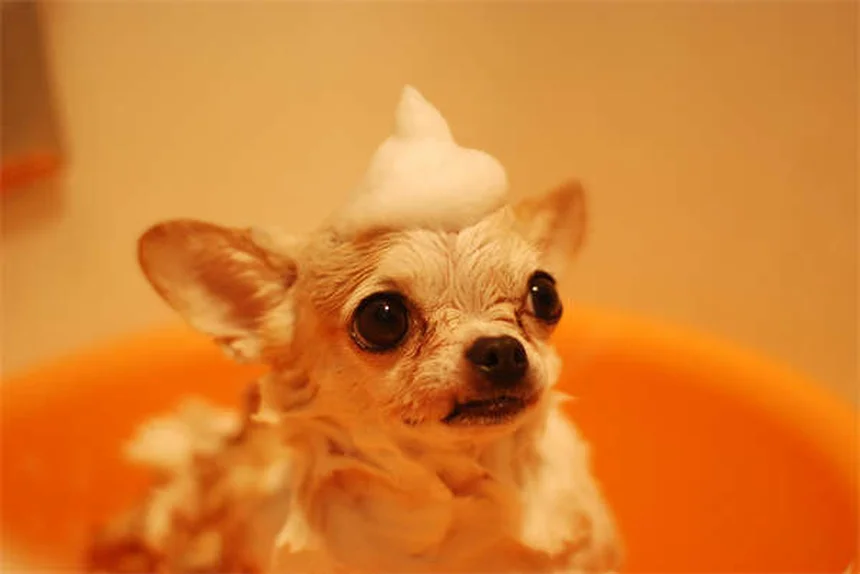 犬のマダニ対策5選｜室内犬でも油断禁物！プロが教える予防法