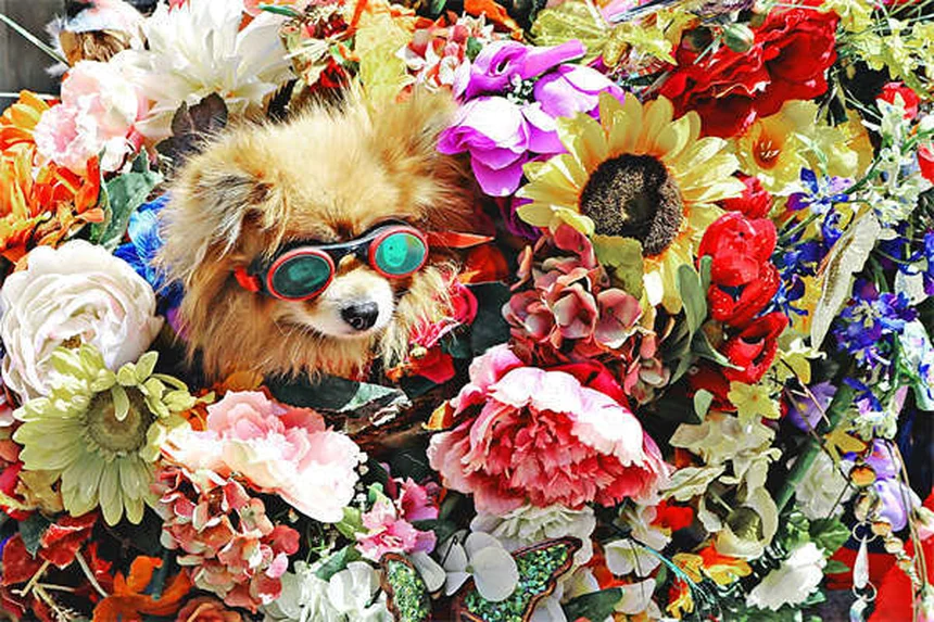犬の社会化不足が引き起こす7つの危険と対策