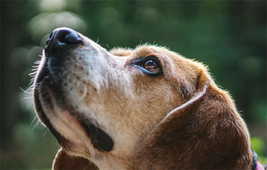 犬の社会化不足が引き起こす7つの危険と対策