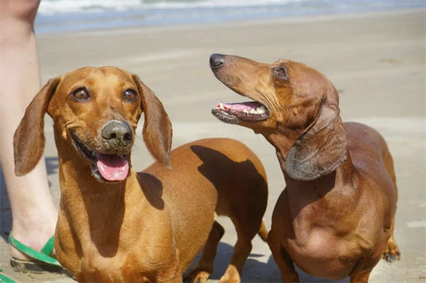 犬の社会化不足が引き起こす7つの危険と対策